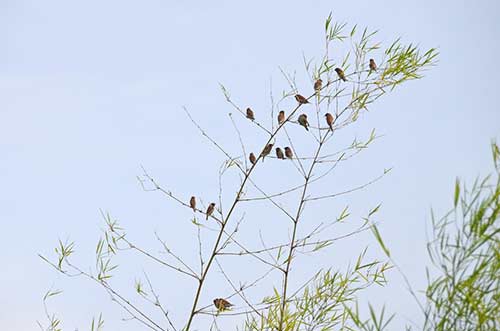 rice birds-AsiaPhotoStock