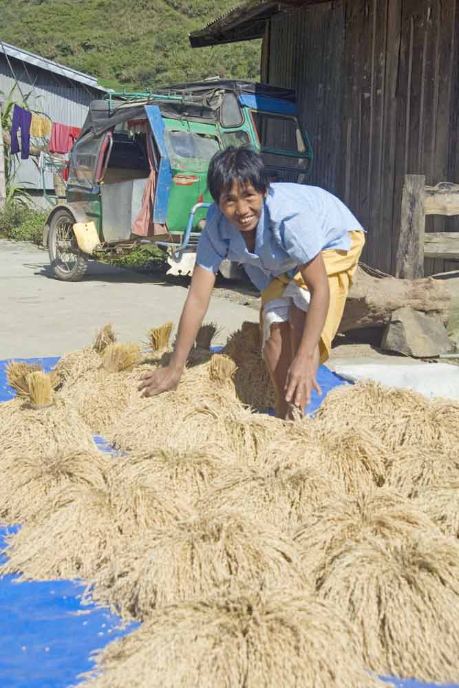 AsiaPhotoStock, lady and rice clumps