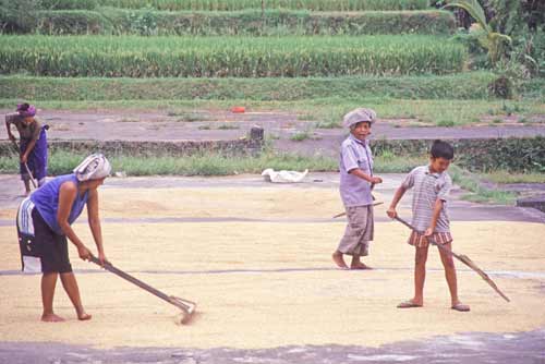 drying rice-AsiaPhotoStock