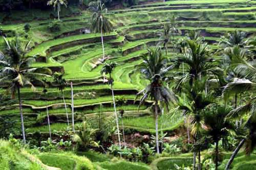 rice terraces bali-AsiaPhotoStock