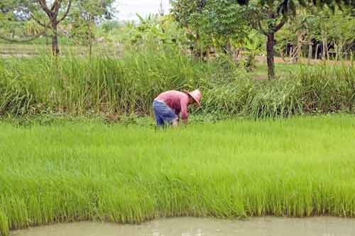rice field is green-AsiaPhotoStock