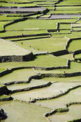 hapao terracing-AsiaPhotoStock