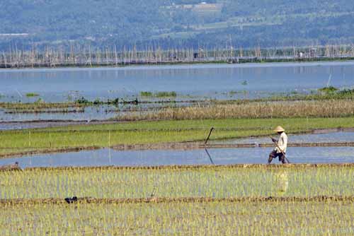 rice fields in wetland-AsiaPhotoStock