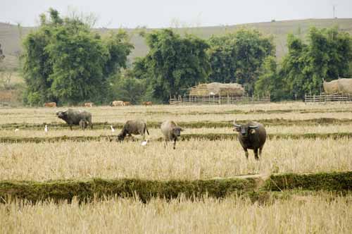 rice fields-AsiaPhotoStock