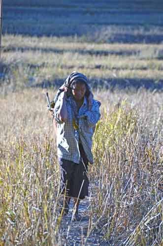 rice fields-AsiaPhotoStock