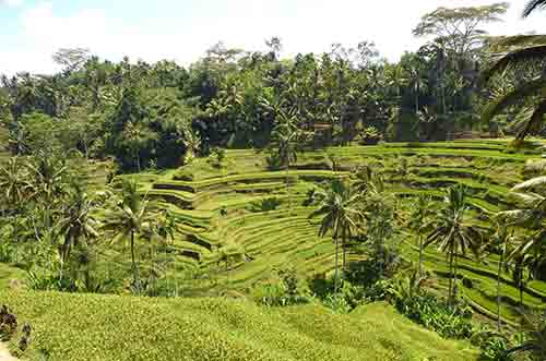 rice fields in bali-AsiaPhotoStock