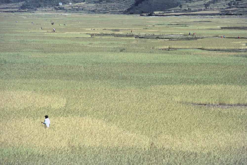 nepali rice field-AsiaPhotoStock