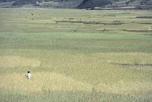 nepali rice field-AsiaPhotoStock