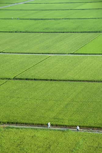 rice fields-AsiaPhotoStock