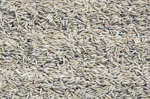 rice grains dry-AsiaPhotoStock