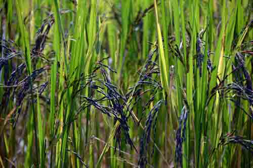 rice crop growing-AsiaPhotoStock
