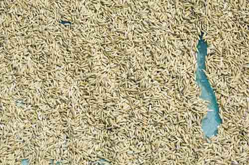 rice grains-AsiaPhotoStock