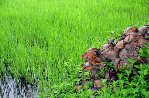 rice husks-AsiaPhotoStock