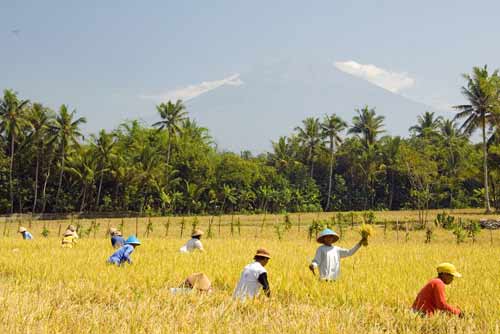 rice field merapi-AsiaPhotoStock