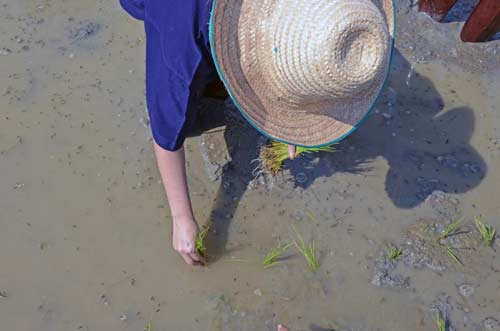 shadow planting rice-AsiaPhotoStock