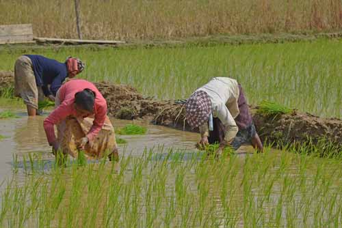 rice planting in laos-AsiaPhotoStock