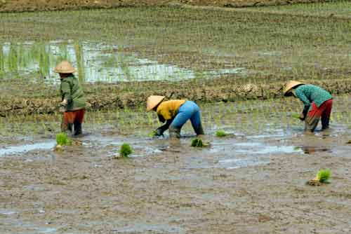 rice ambarawa fields-AsiaPhotoStock