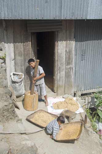 grinding rice-AsiaPhotoStock