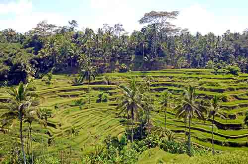 rice terraces in bali-AsiaPhotoStock