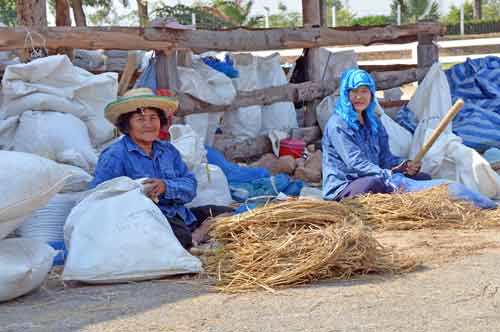 rice threshing-AsiaPhotoStock