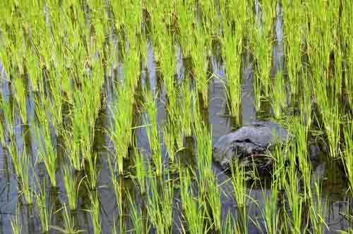 rice stalks-AsiaPhotoStock