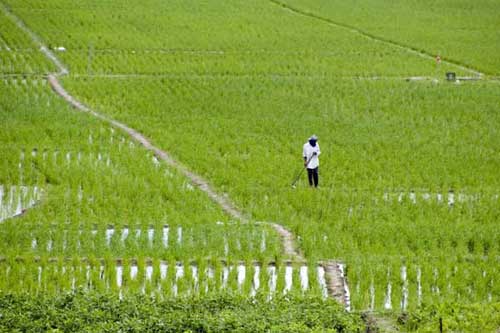 green wet rice field-AsiaPhotoStock