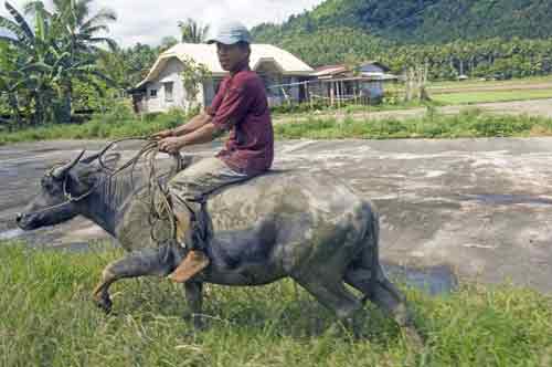 running carabao-AsiaPhotoStock