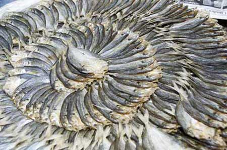 ring of dried fish-AsiaPhotoStock