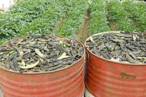 ripe dieng peanuts-AsiaPhotoStock