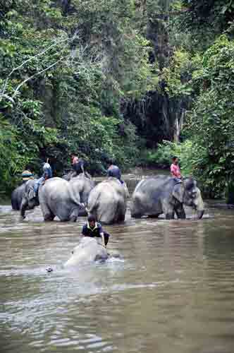 river elephants-AsiaPhotoStock