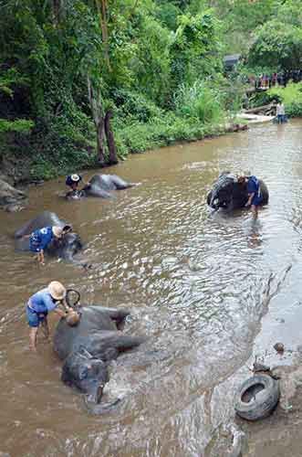 river elephants-AsiaPhotoStock
