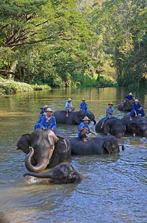 elephants in the river-AsiaPhotoStock
