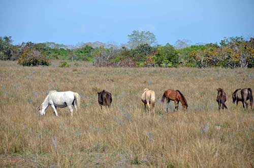 roaming horses sumba-AsiaPhotoStock