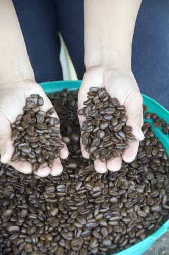 coffee beans-AsiaPhotoStock