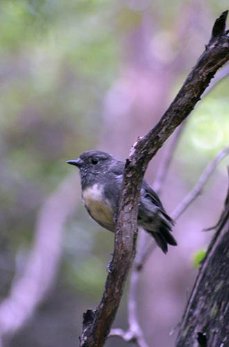 robin new zealand-AsiaPhotoStock