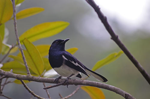 robin magpie-AsiaPhotoStock