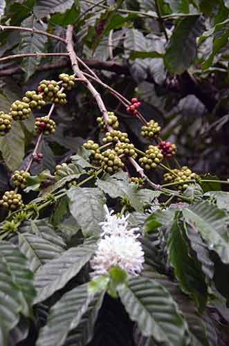 robusta-AsiaPhotoStock