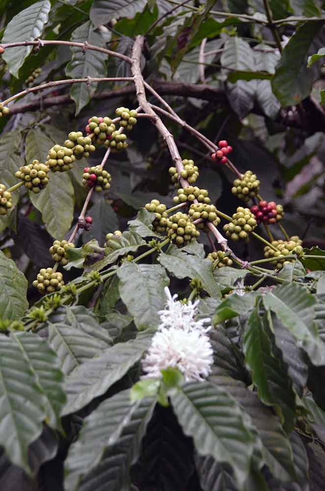 robusta coffee-AsiaPhotoStock