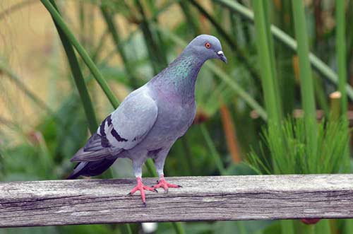 rock pigeon-AsiaPhotoStock