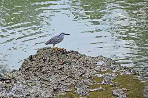 rocks little heron-AsiaPhotoStock