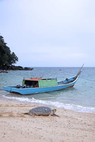 rocks and boat and  turtle-AsiaPhotoStock
