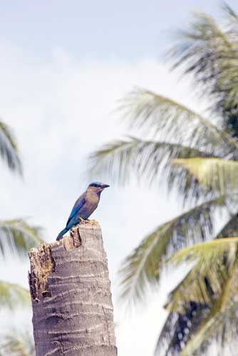 roller-AsiaPhotoStock