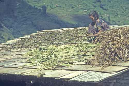 roof garden-AsiaPhotoStock