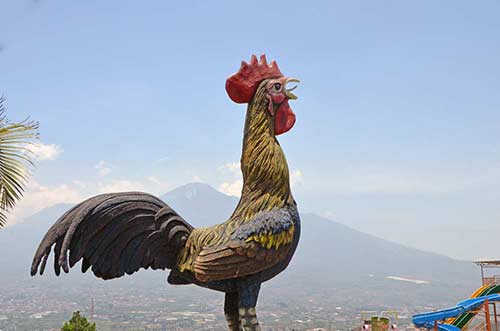 rooster agrowisata-AsiaPhotoStock