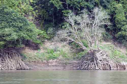 roots of tree-AsiaPhotoStock