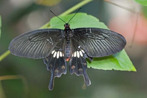 common rose butterfly-AsiaPhotoStock