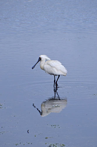 royal spoonbill-AsiaPhotoStock