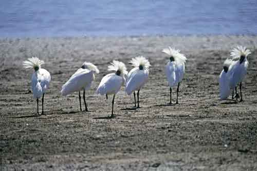 royal spoonbills-AsiaPhotoStock