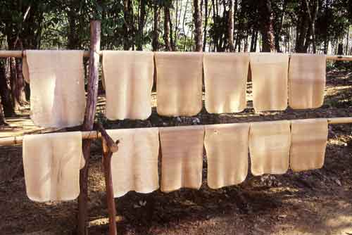 rubber drying-AsiaPhotoStock