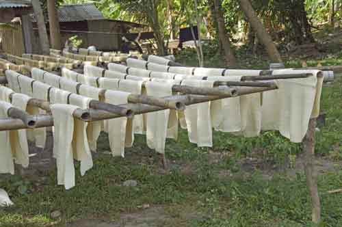 rubber sheets drying-AsiaPhotoStock
